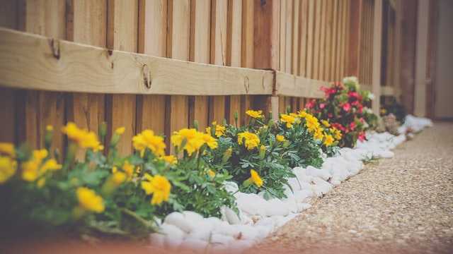 Dandelions up against a wooden fence.