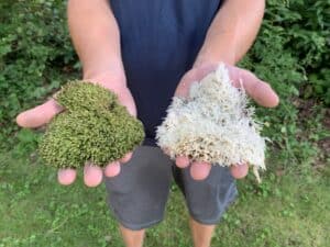 Picture of moss before and after being treated with bleach.