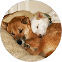 Danielle Kurz profile picture